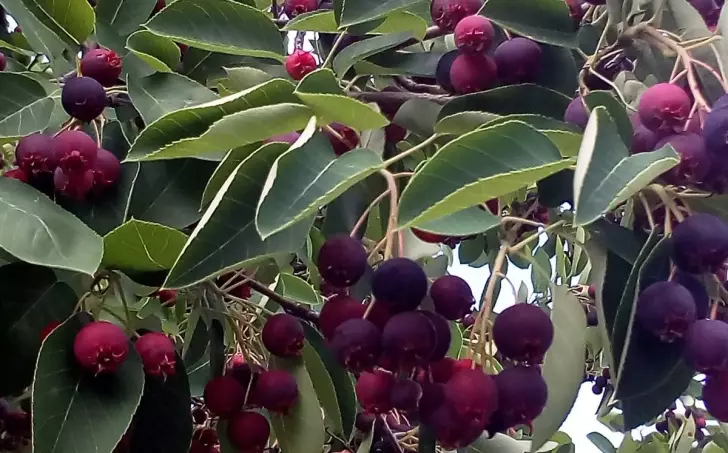 Drobenkový koláč s muchovníkem, nízkosacharidový