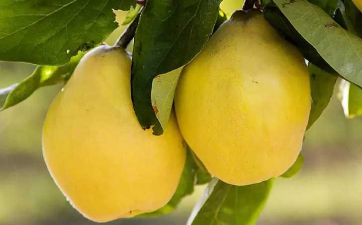 Kdoulová marmeláda